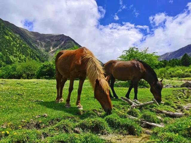 大半都免费！四川这7处仙境花海，风景纯净又小众，最快2天耍来回