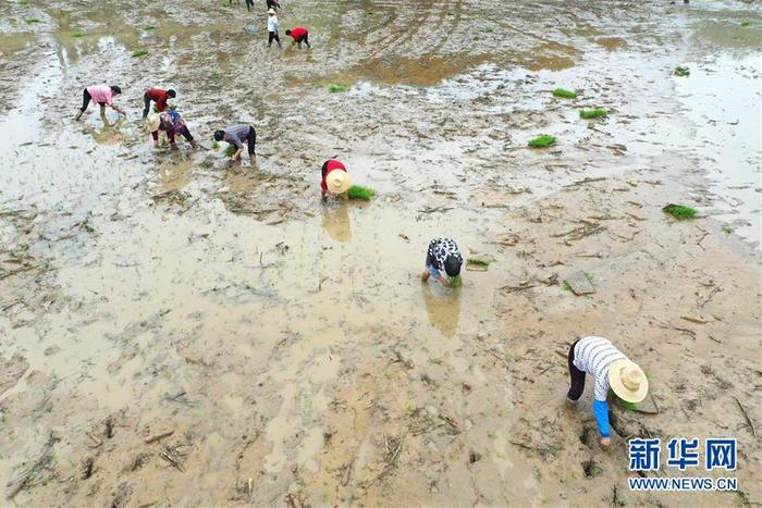湖南：抢插水稻 生产自救