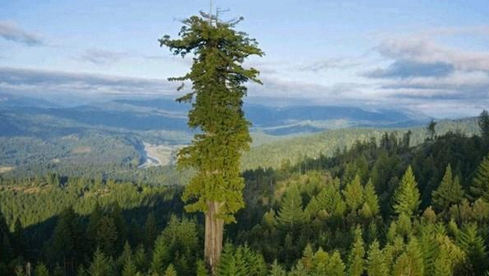 世界上最高的树:最高达156米,每年“喝”掉35万斤水!|桉树|树叶|杏仁|树木|树干_新浪新闻