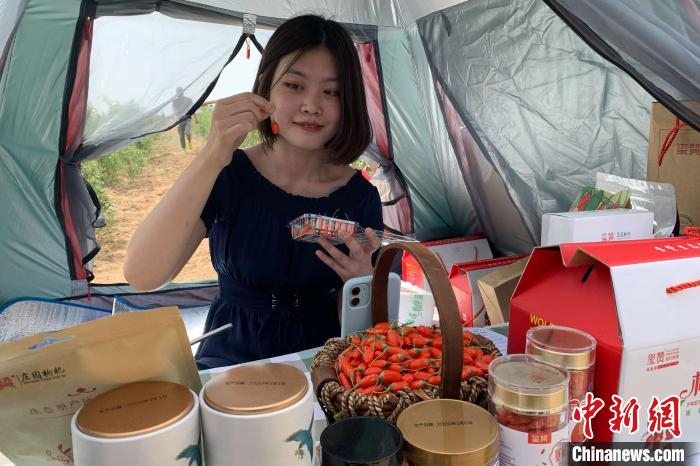 网络主播在枸杞地里进行直播带货。　李佩珊 摄