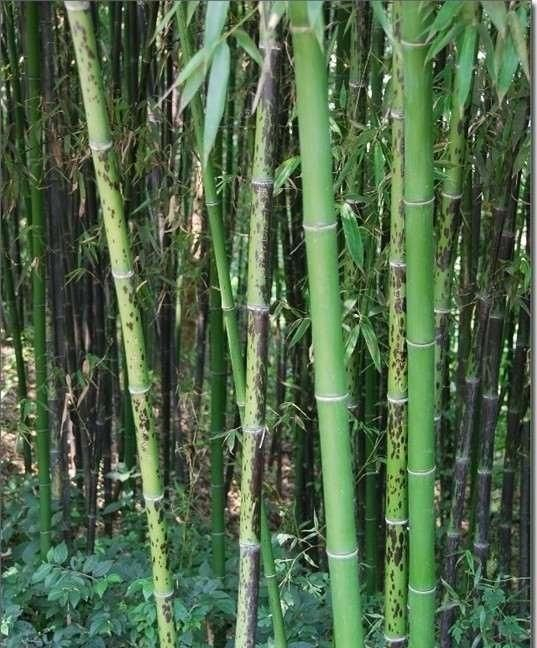 这是君山-杂色竹的特产之一,又称"湘妃竹".