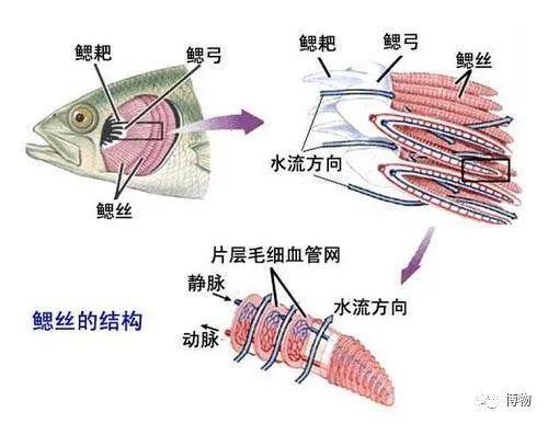 Hi，一起抓砗磲吗？牢底座穿那种！