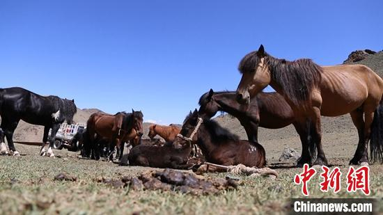     巴里坤县合德尔汗马场。　杜雅娟　摄