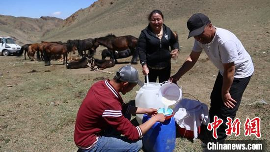 巴里坤县合德尔汗马场，牧民们正在挤马奶。　杜雅娟 摄