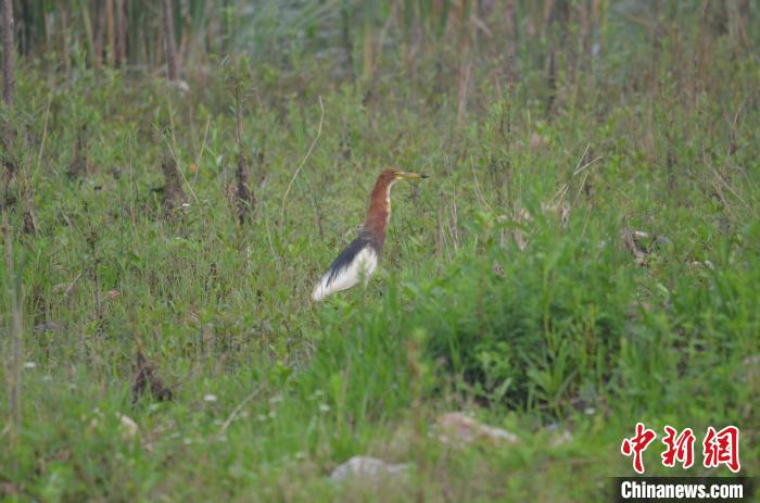 图为池鹭。　高琼 摄