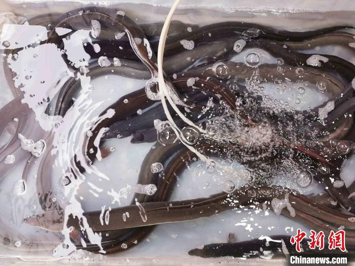 台山菜市场销售的白鳝 李晓春 摄