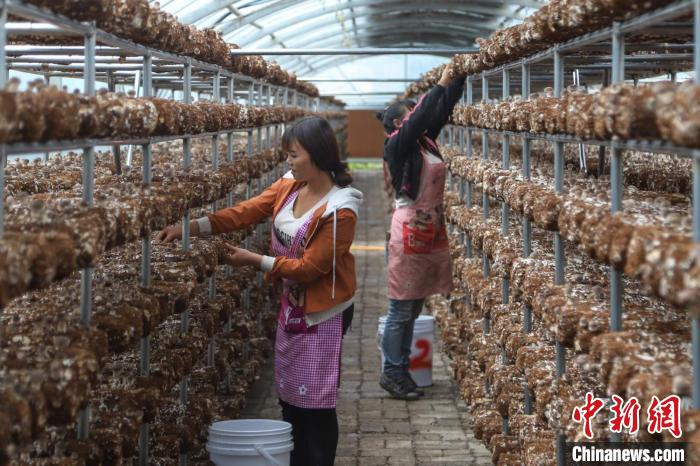 村民在食用菌大棚里务工。　岳旺 摄