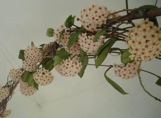 球兰开花季,了解一些促花小知识,阳台轻松开成“花瀑布”_新浪新闻