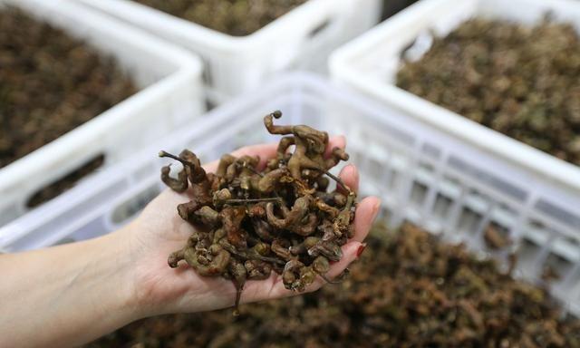 30种南方农村山上的野生水果，有钱也很难买到，你吃过哪几种？