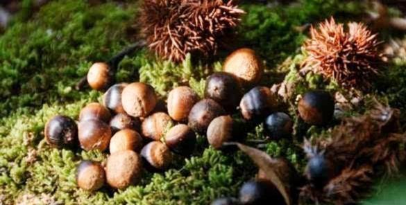 30种南方农村山上的野生水果，有钱也很难买到，你吃过哪几种？