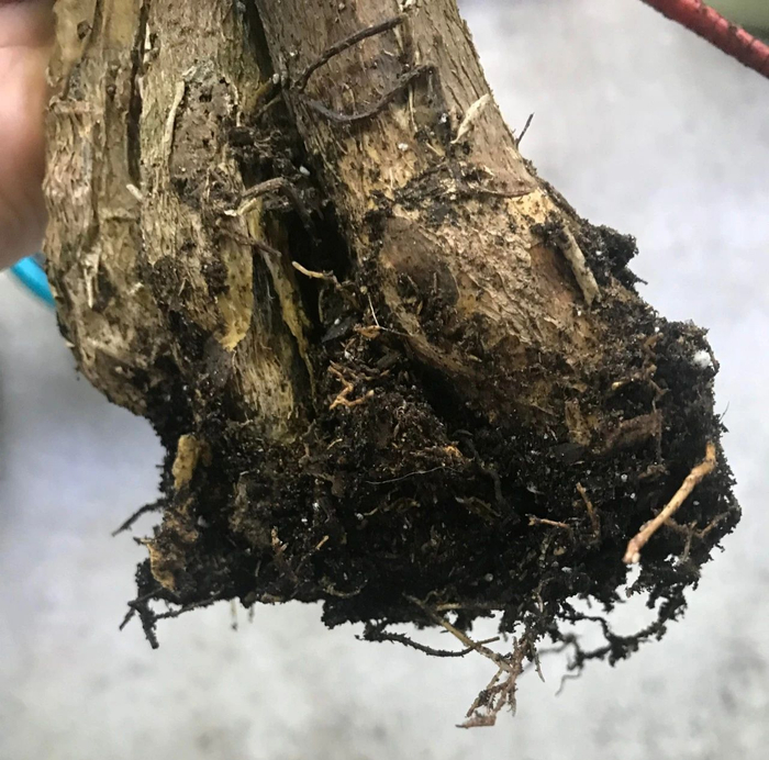 了解发财树那脆弱的根,发现它很容易烂根,但我有解决方法|发财树|盆栽|烂根