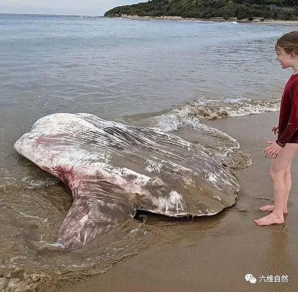 澳一条两米长翻车鱼被冲上海滩，由于形状怪异，吸引众多游客合影
