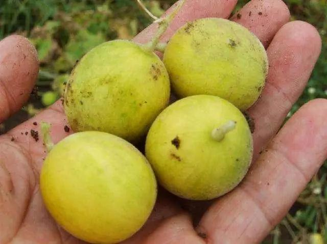 野外的这种小瓜特别香,然而名字很不雅观,因为它的"出身"很臭|香瓜