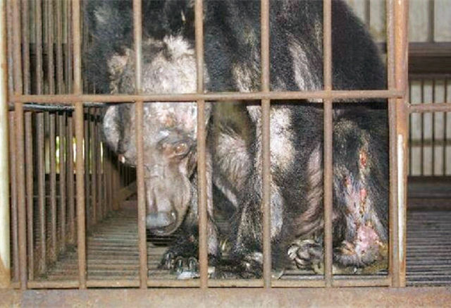 实拍取熊胆汁的过程,冒生命危险拍摄到的画面