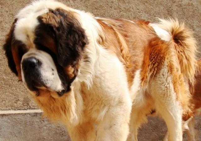 雪山救援神犬圣伯纳被困雪山,八抬大轿下山后狗狗:太丢狗脸了