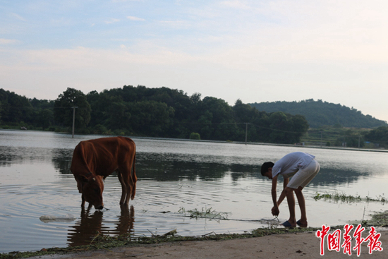 　　目前，围困村庄的洪水还未消退，村里娃在水边放牛。