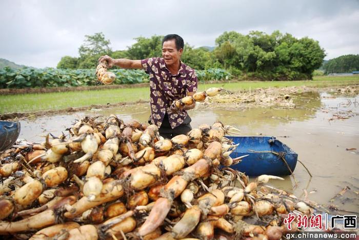 广西钦州：立秋临近采收莲藕忙