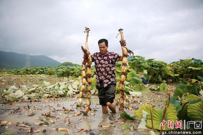 广西钦州：立秋临近采收莲藕忙