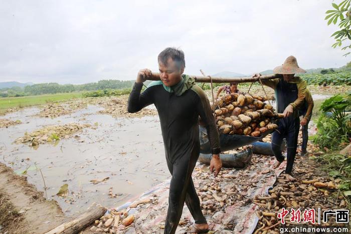 广西钦州：立秋临近采收莲藕忙