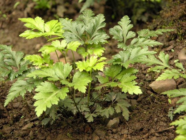 中药古今研究:黄连|本草经解|口疮_新浪新闻