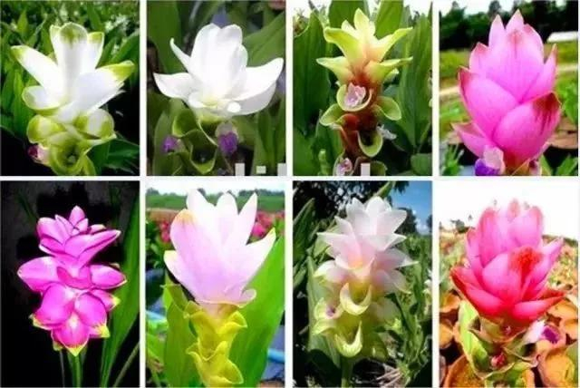 三明万寿岩岩下花海,本周日正式开放!