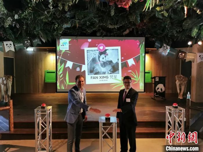 图为中国驻荷兰使馆临时代办陈日彪与荷方嘉宾共同揭晓熊猫宝宝的名字。　中国驻荷兰使馆供图 摄