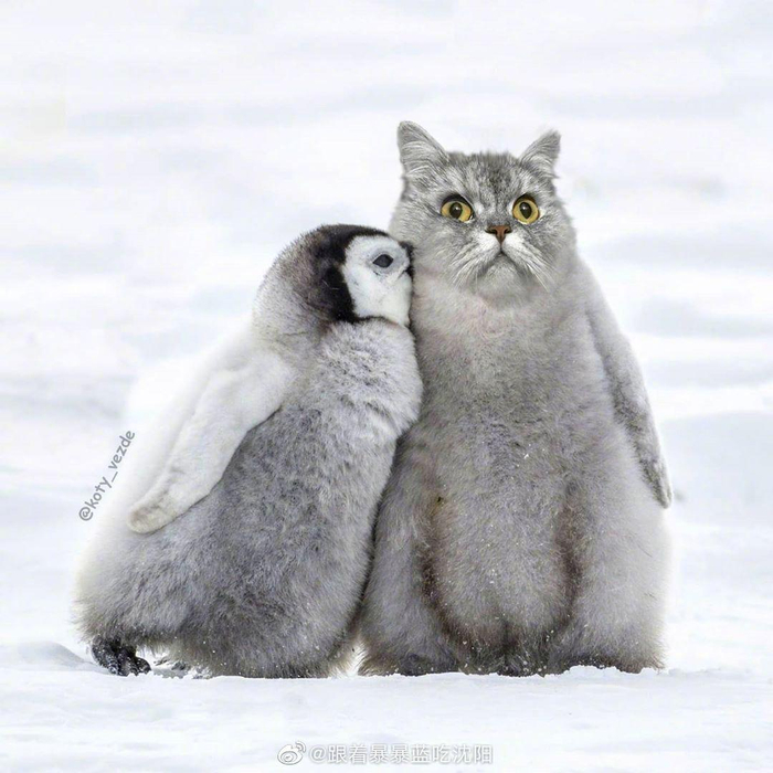 各种动物的换头大赛,齐刷刷的变猫咪 (cr:ins koty_vezde)