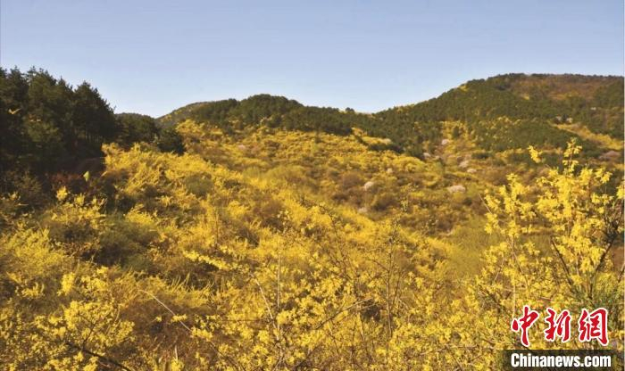 翼城县中药资源丰富，全县药用植物370余种，野生药材200余种，其中连翘分布广泛，总面积达74万亩。翼城县融媒体中心供图