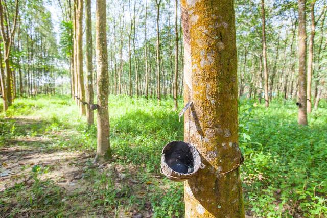 一种曾改变历史的植物，人类曾对它“如此疯狂”|橡胶_新浪新闻