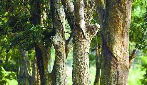 一种曾改变历史的植物，人类曾对它“如此疯狂”|橡胶_新浪新闻