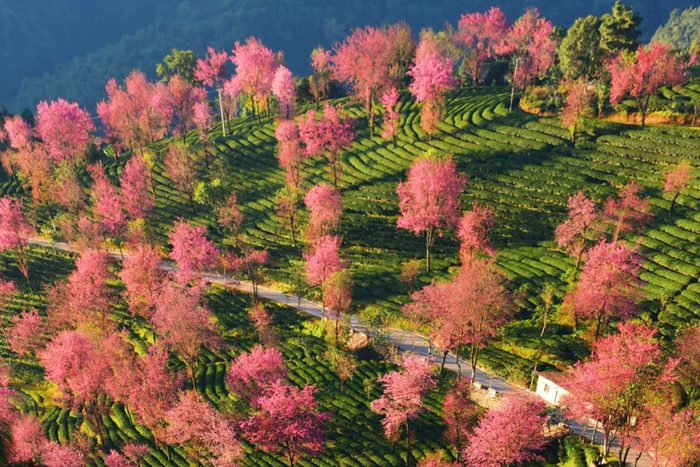 无量山樱花谷 大理州委宣传部供图