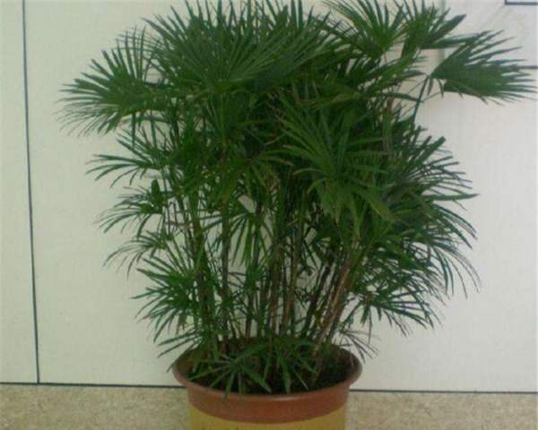 盆栽植物棕竹怎么养好?
