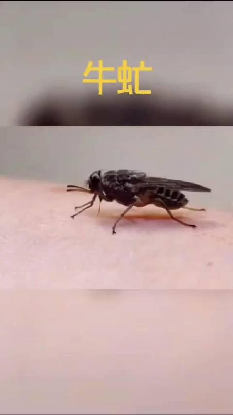 牛虻吸血 ,比蚊子还厉害百倍的牛虻,放大请仔细看怎么吸血的