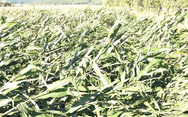  吉林松原倒伏的玉米。受访者供图