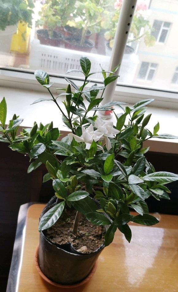 栀子花叶子发黄了先不要丢浇点硫酸亚铁或许还能救活