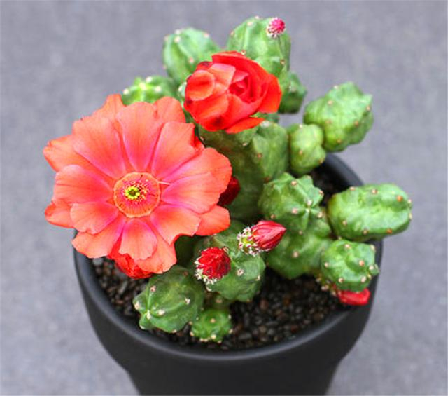 最皮实的无刺仙人掌，不怕冻不怕旱，2个月浇水一次，花比月季美