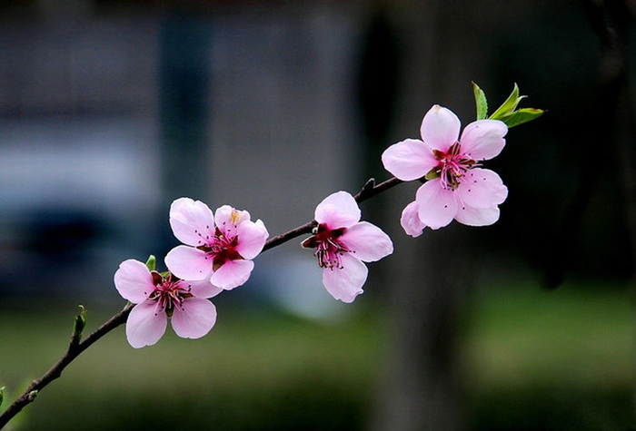 惺惺相惜打一准确生肖(惺惺相惜打一准确生肖?) 惺惺相惜打一准确生肖(惺惺相惜打一准确生肖?)