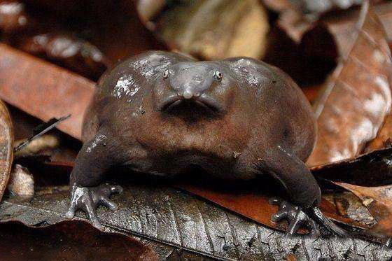 长着鼻子的青蛙见过吗? 生活在地下4米深处, 全身紫色活了1.3亿年