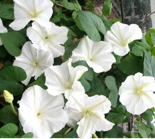 炎热盛夏“白花”照样开,这几种“白色花” 开花太美了|月光花|花儿|白色_新浪新闻