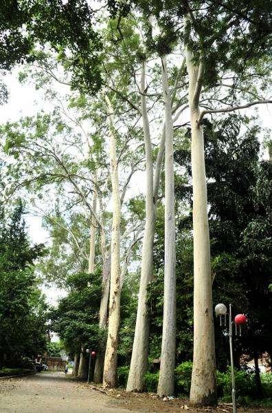 树皮植物的“命脉”它不仅和彩虹一样漂亮也可以与环境相契共生！