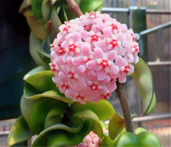 球兰只长叶子不开花?从4点找原因,学会了花开满枝,1年开5次|球兰|花盆|根系