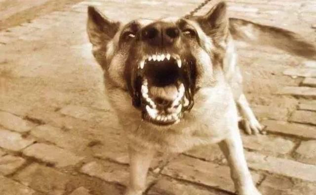 当狗狗出现了这5种症状,主人就要小心了,很有可能是得了狂犬病