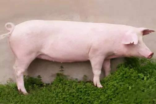 我国最早的瘦肉型猪之一,熊远著靠它成为院士,曾在湖北最常见_新浪新闻