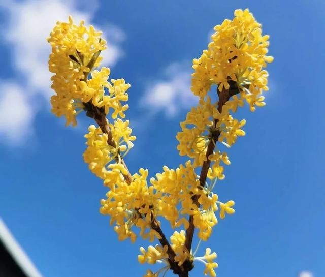 只需2种材料,低价好用还不死窝|药酒|桂花|公丁香_新浪新闻