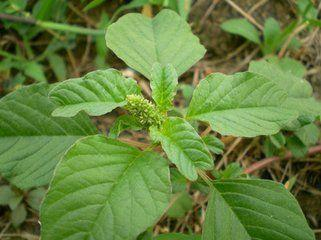 猪饲料|野苋菜|中草药_新浪新闻