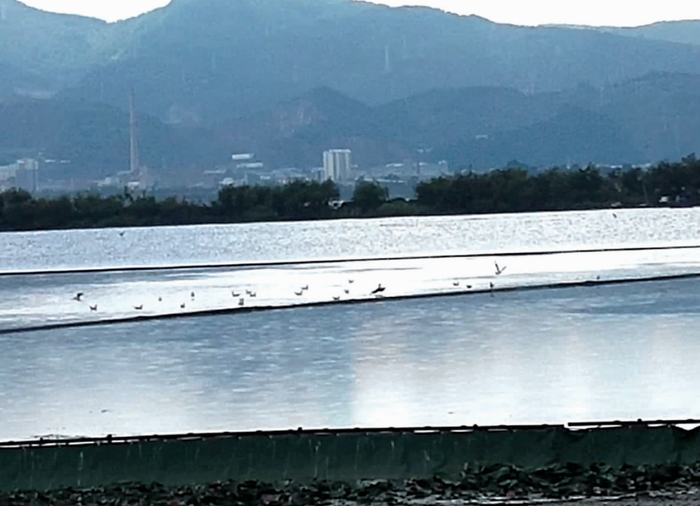 红嘴鸥的先头部队在滇池嬉戏 供图