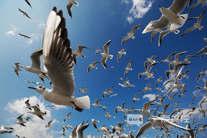 红嘴鸥35年来，都要飞到昆明过冬，从不爽约  都市时报资料图