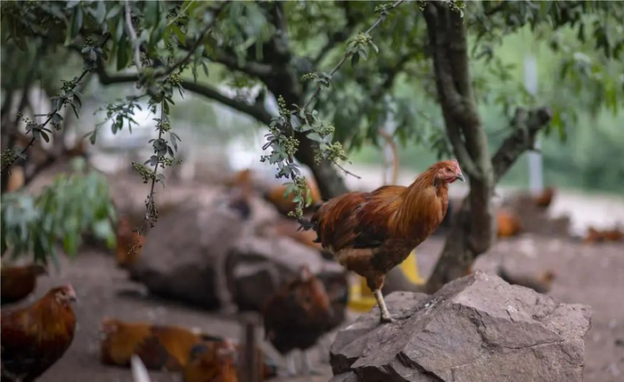 云南省鲁甸县在花椒林下发展特色养殖业（8月9日摄）。新华社记者 江文耀 摄