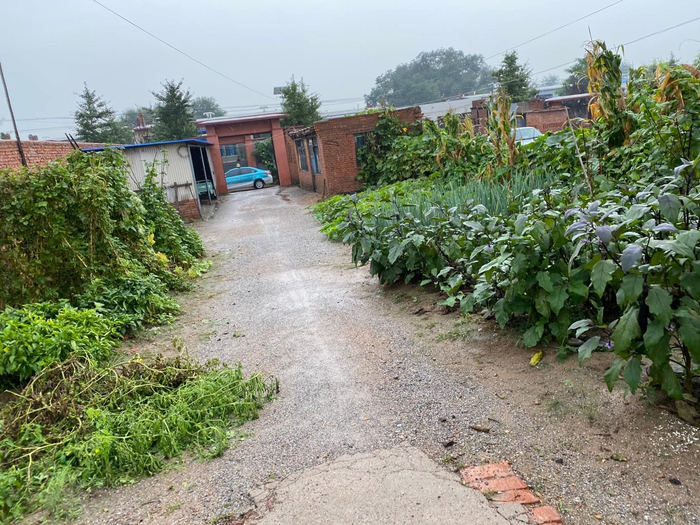郗德广农村老家的小院。常岭租的豪车之前就停在院子里，她还要求郗母不要种菜，方便停车。新京报记者 赵朋乐/摄