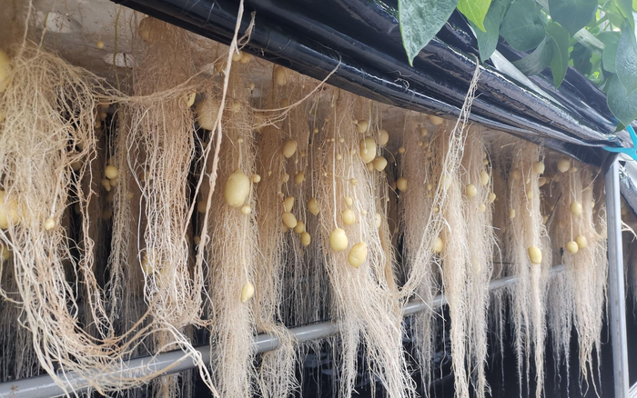 育种公司采用雾培技术培育的种薯。新京报记者 周怀宗 摄